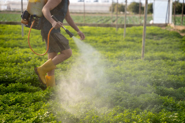 Best Pest Prevention Services  in Lincoln, MT